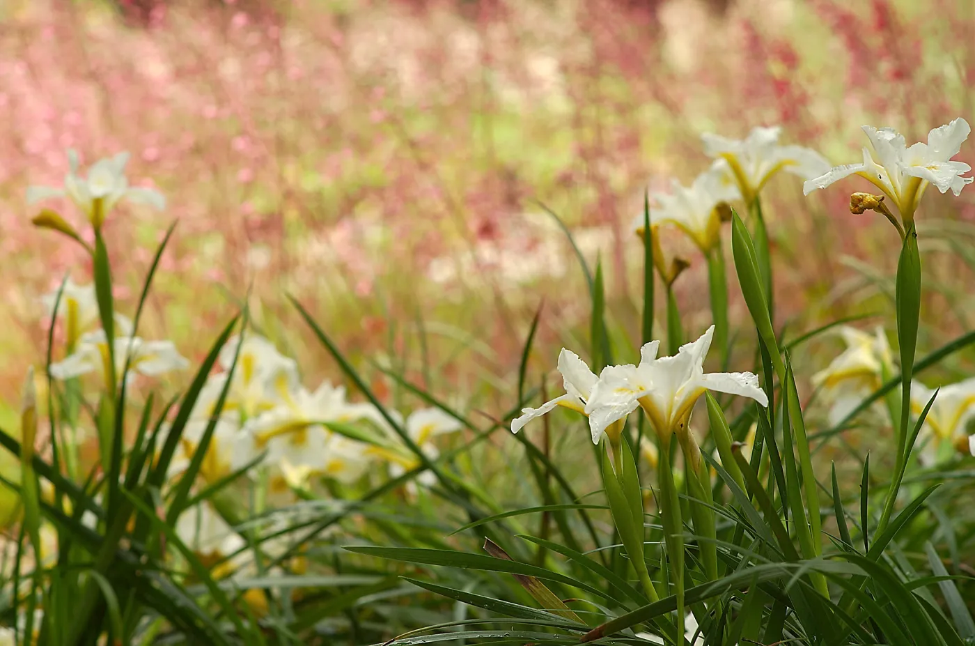 An Iris â€˜Canyon Snow' blooms in front of Heuchera flowers in the Wooded Dell.