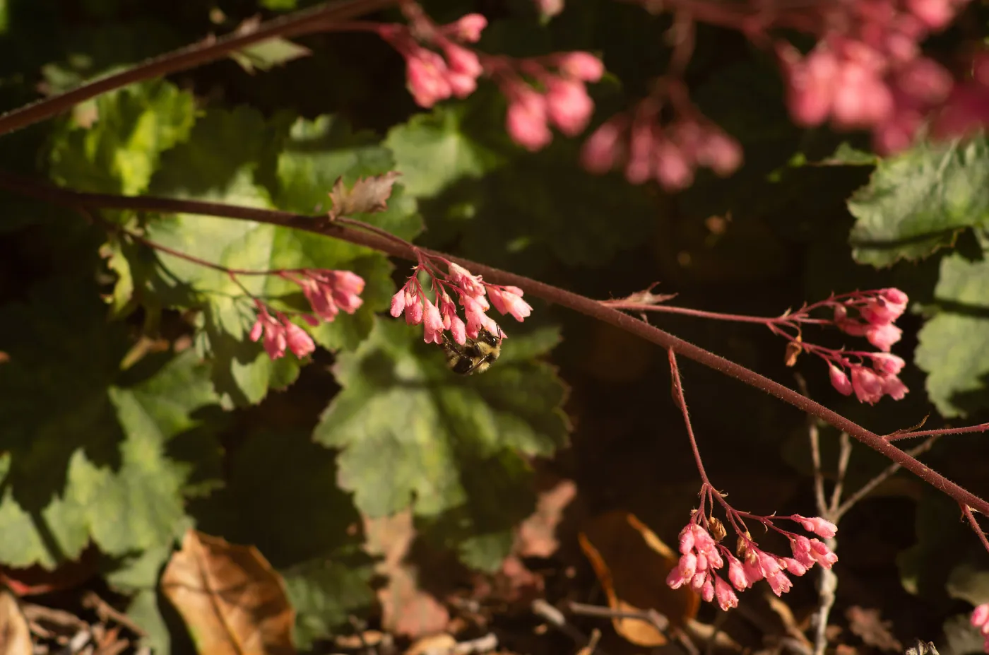 Black-tailed bumblebee (Bombus melanopygus) on Heuchera â€˜Wendy' in front of the Garden Shop. 