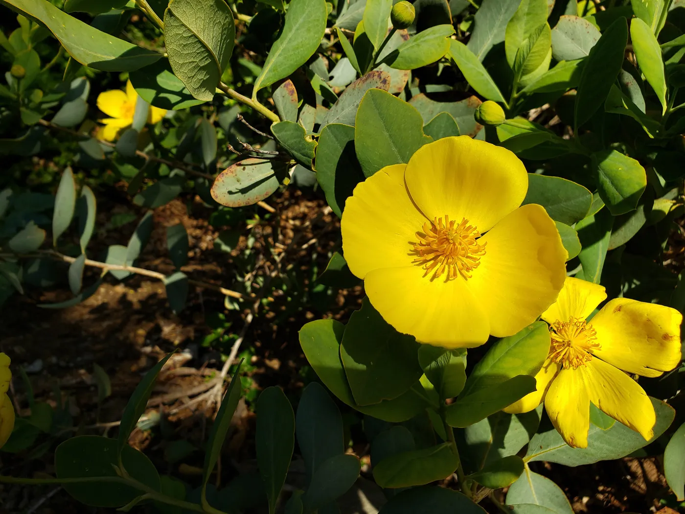 Bush Poppy