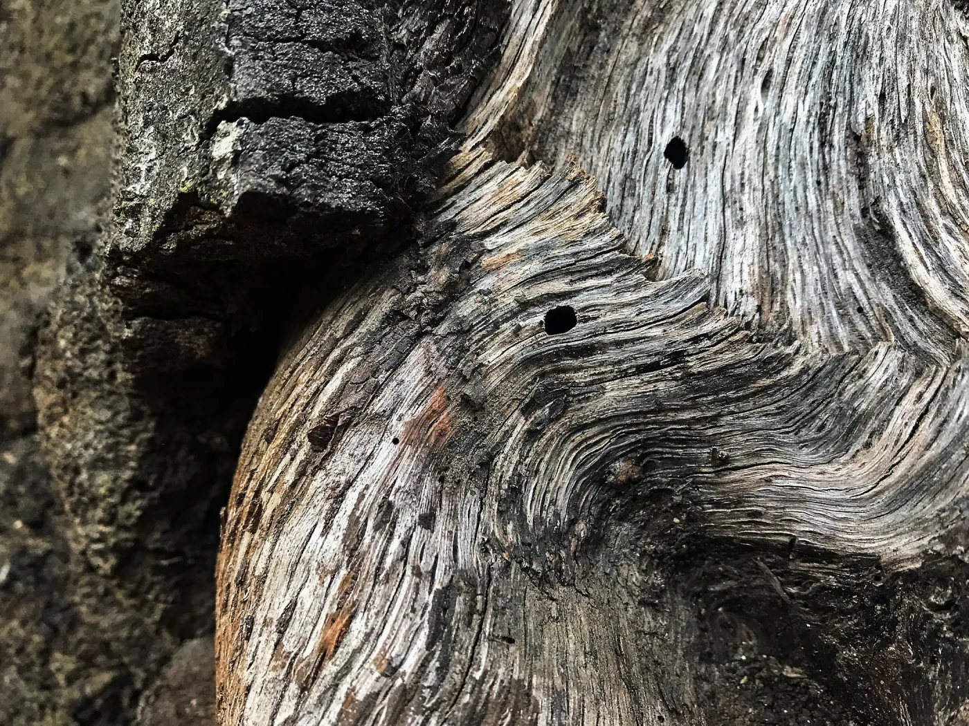 Oak texture