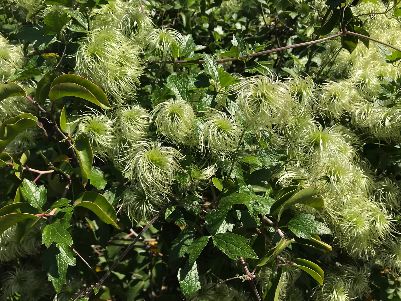 Clematis lasiantha