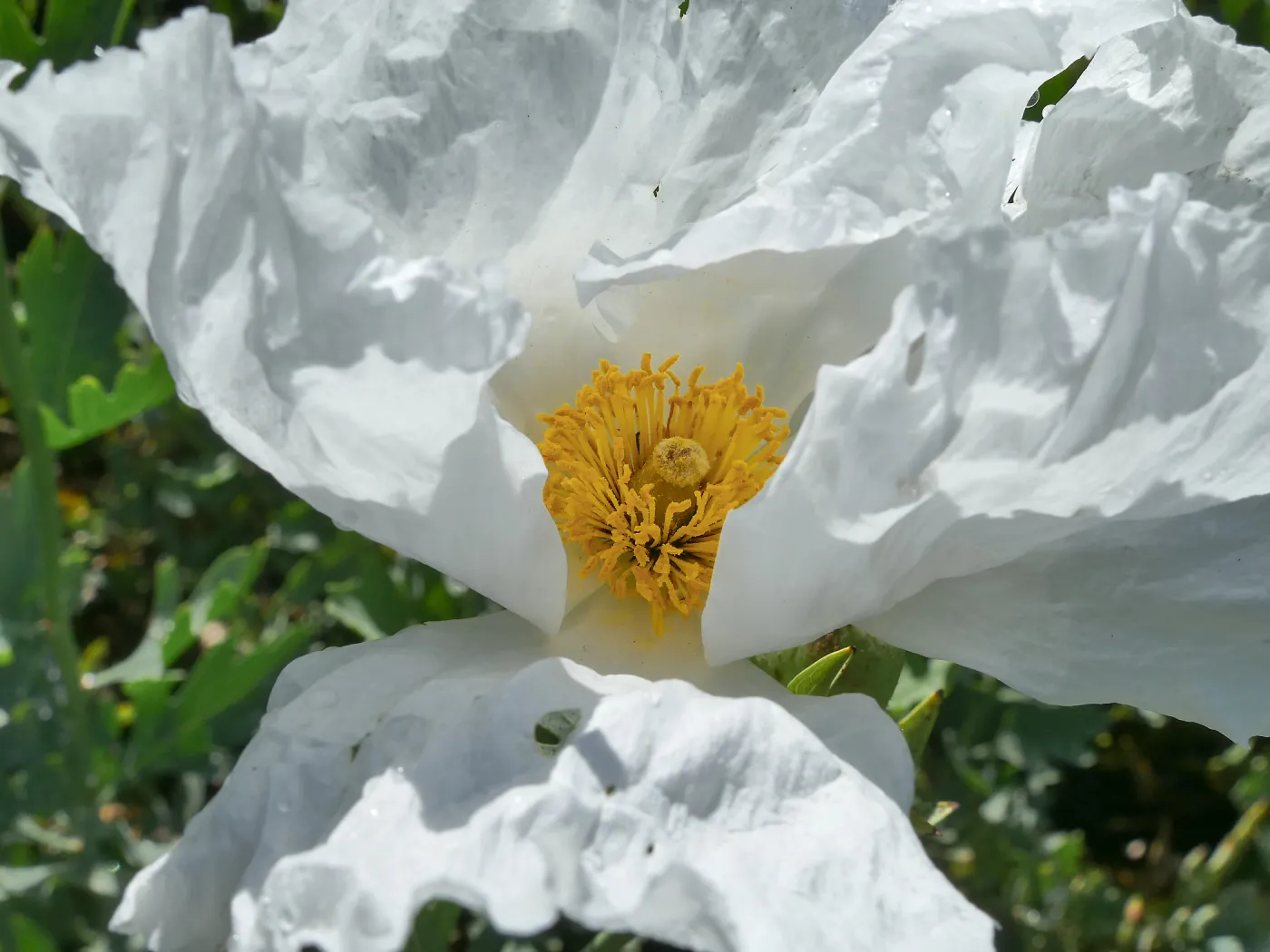 Matilija Poppy