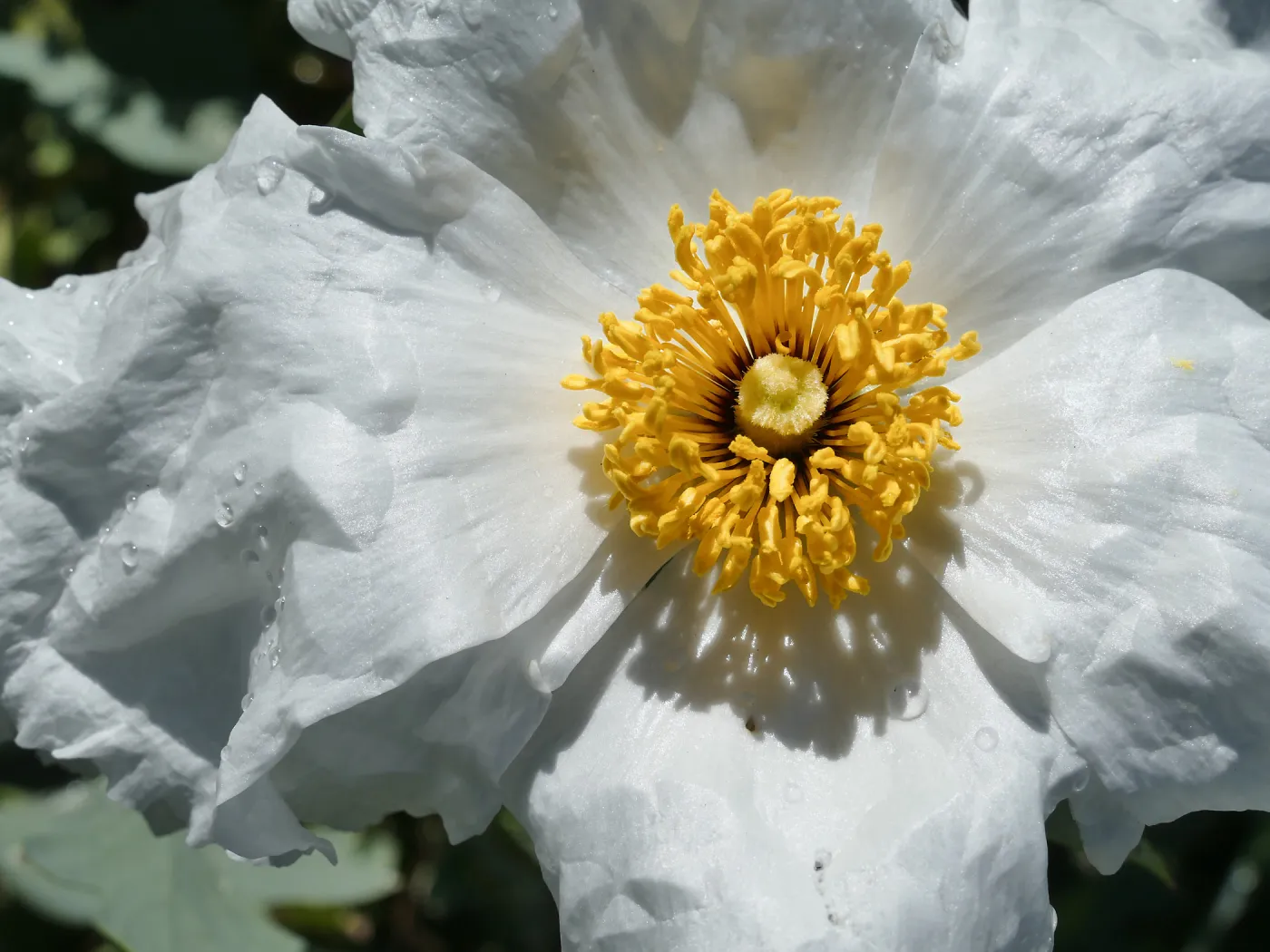 Matilija Poppy