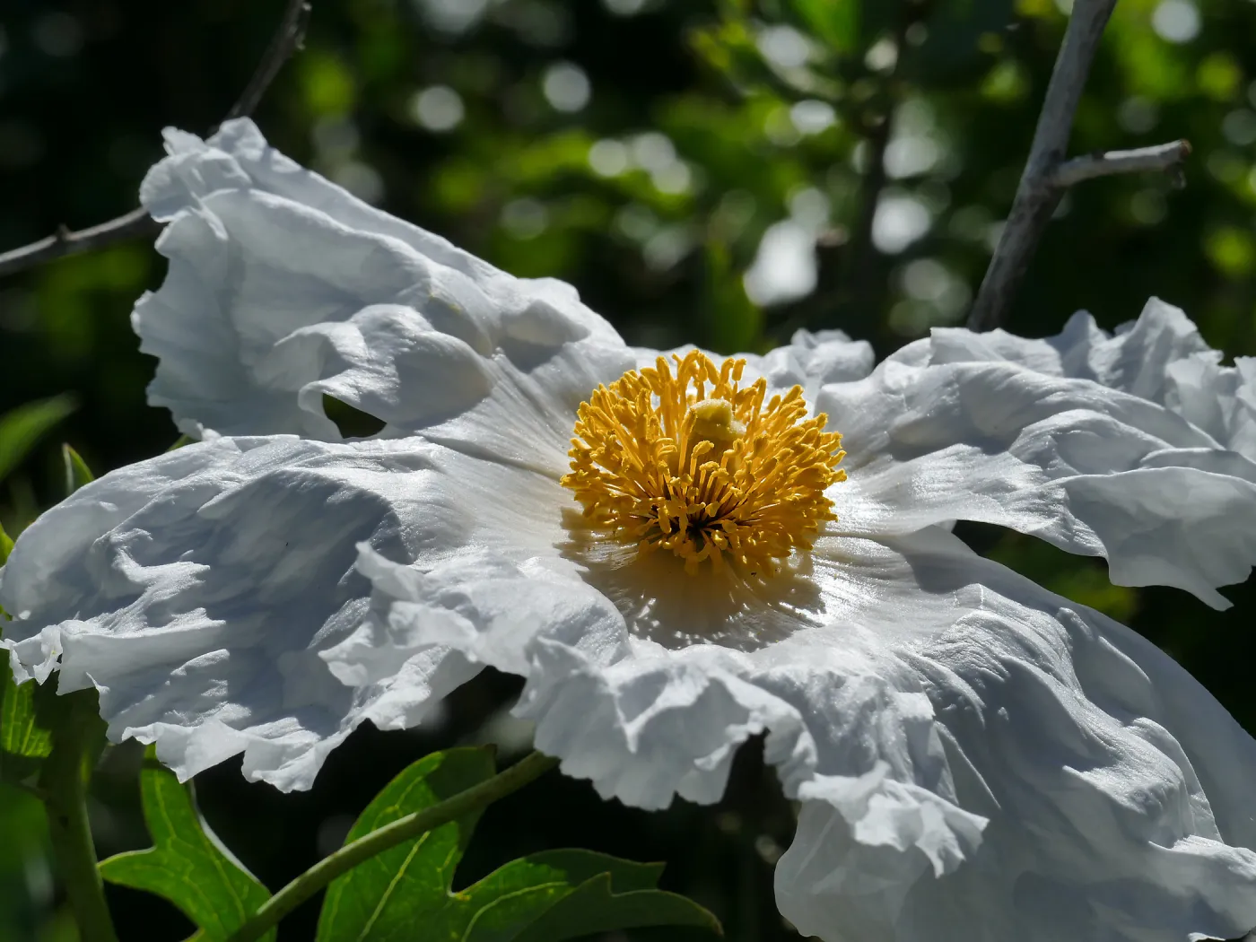 Matilija Poppy