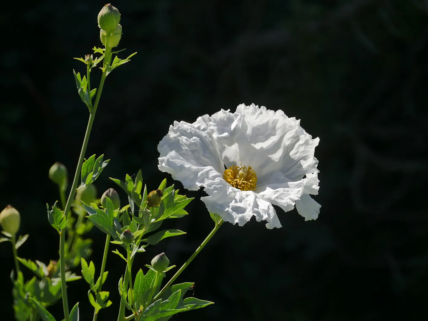 Matilija Poppy