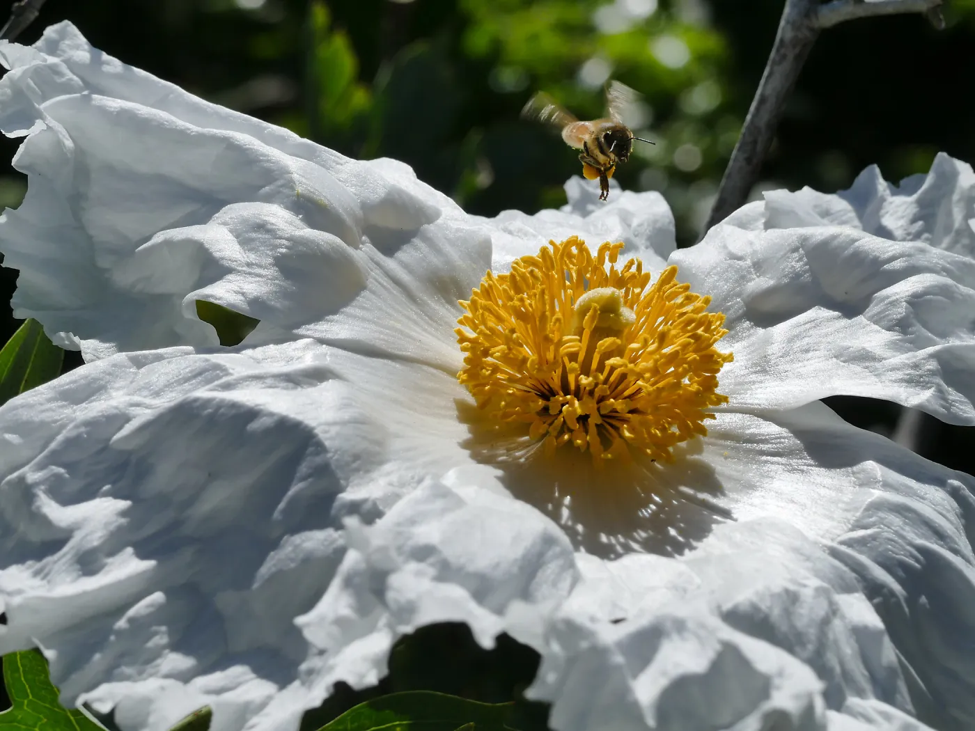 Bee landing on Matilija Poppy