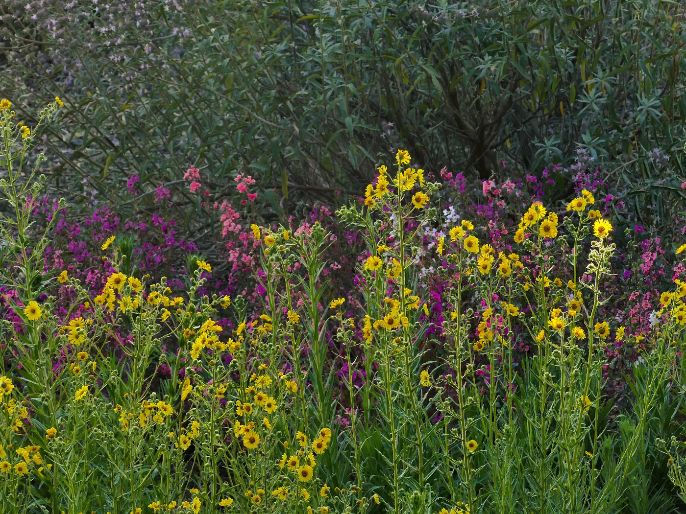 Elegant Madia and Fancy Clarkia