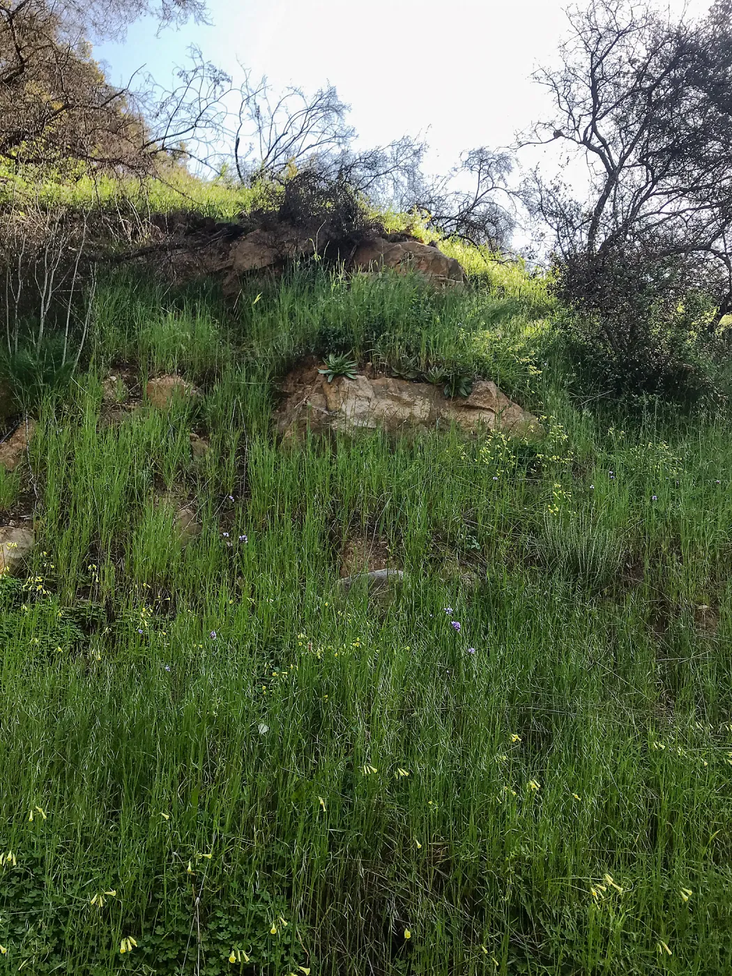 Romero Canyon day trip with Natalie Love, Dudleya (liveforevers) habitat