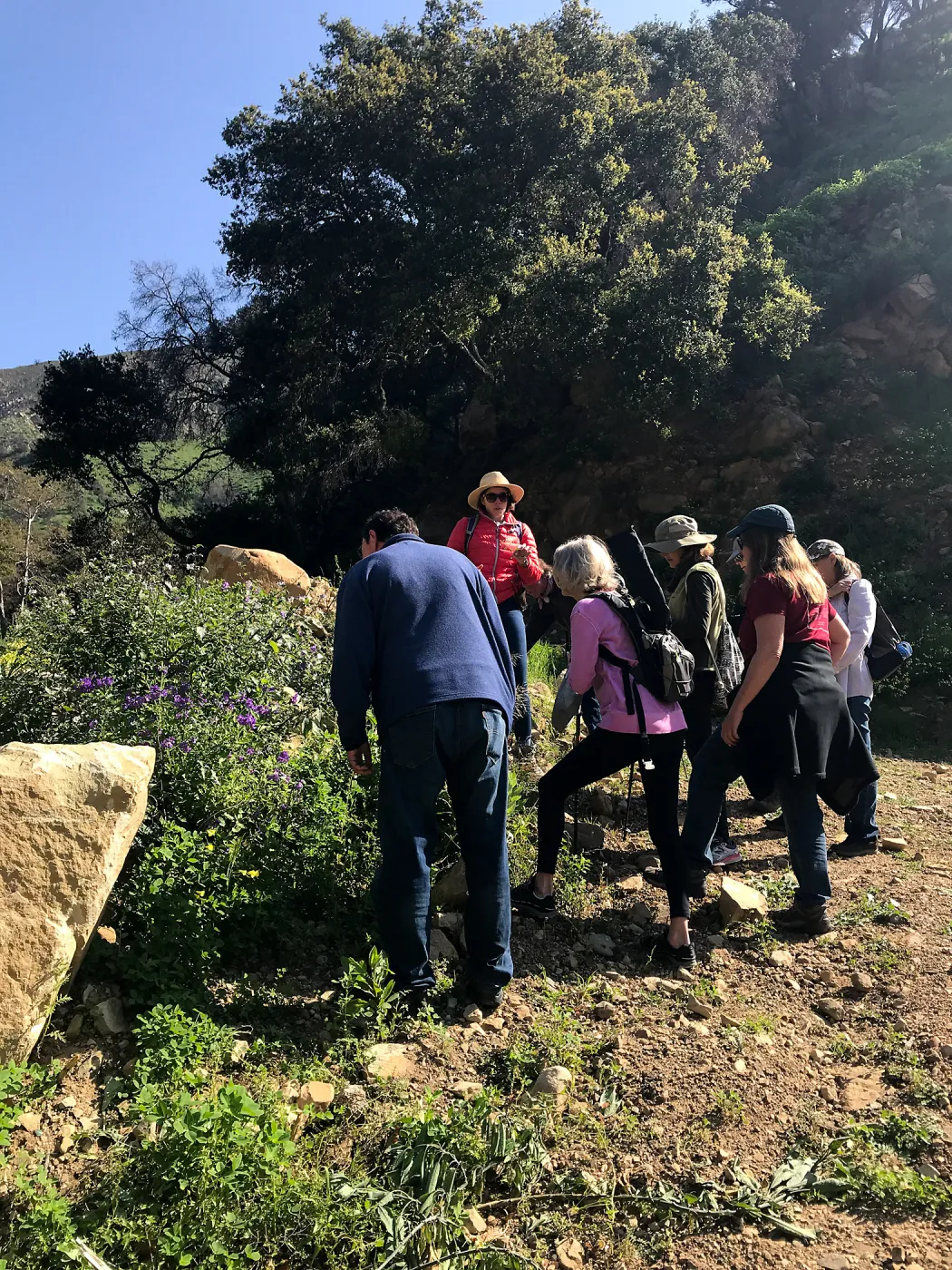 Romero Canyon day trip with Natalie Love, looking at native nightshades