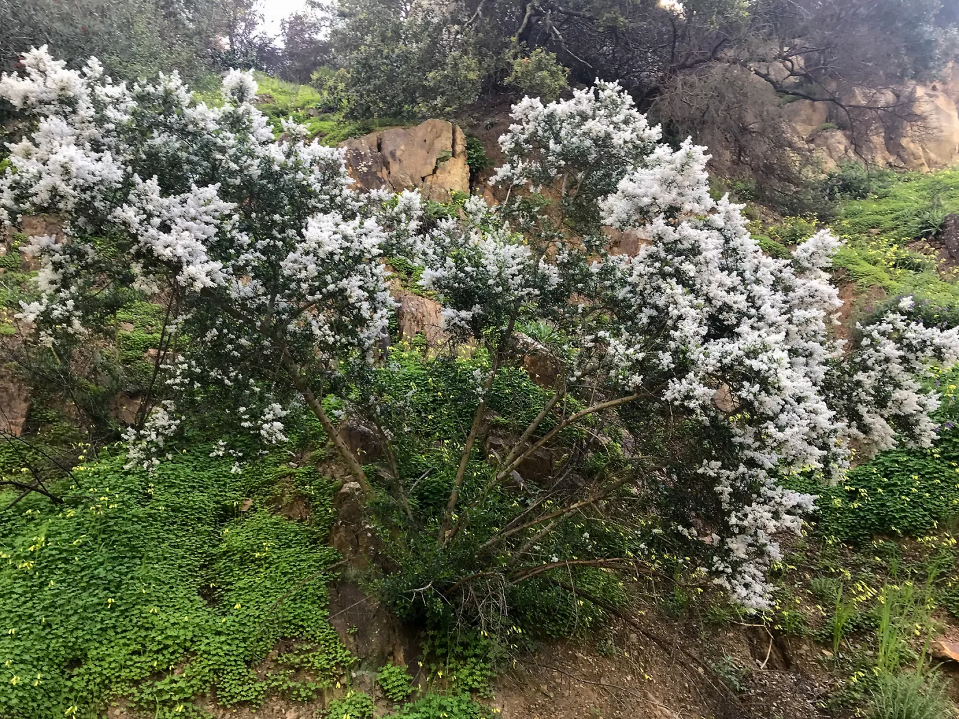 Romero Canyon day trip with Natalie Love, ceanothus (California Lilac) flowers