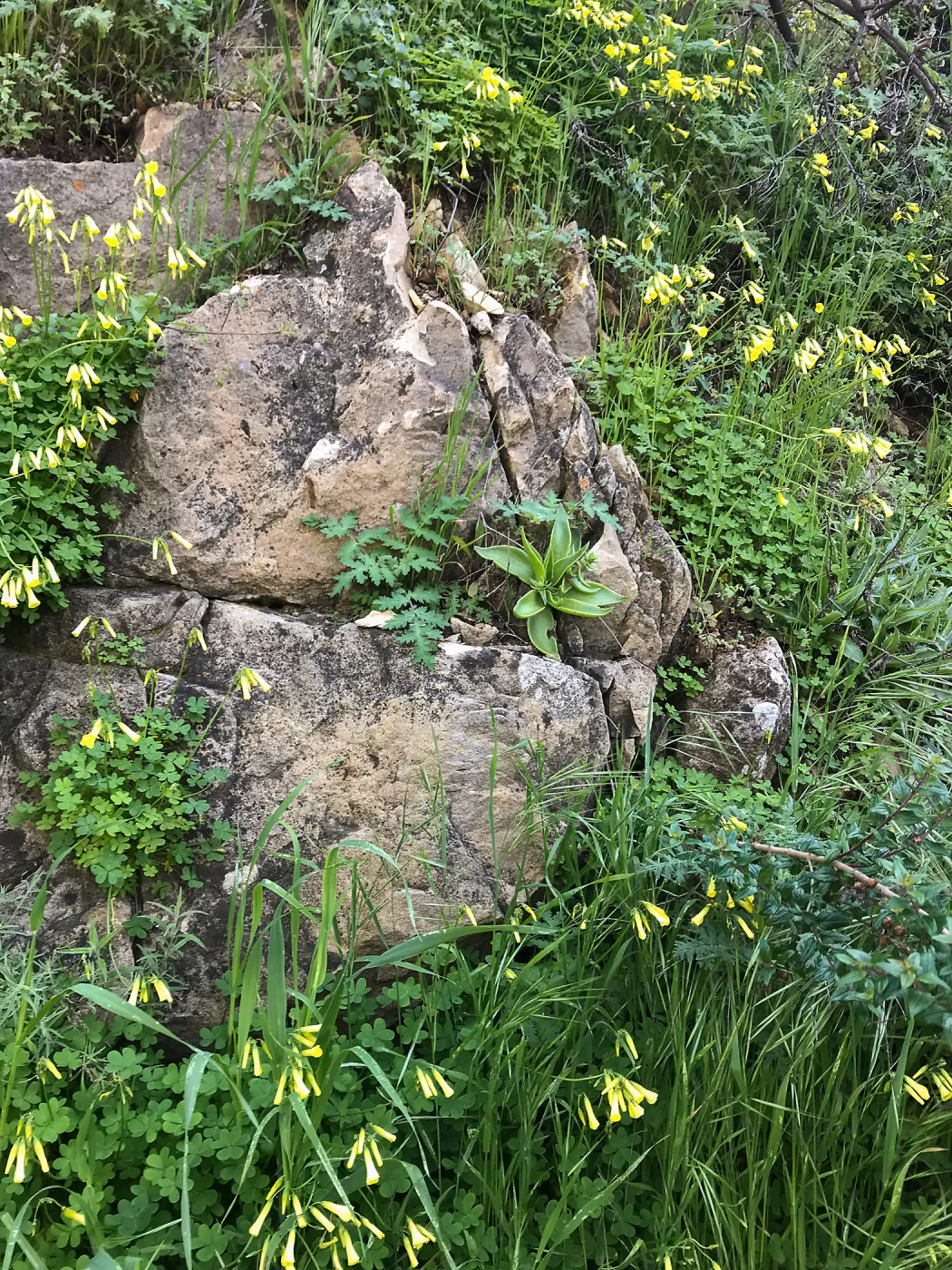 Romero Canyon day trip with Natalie Love, Dudleya (liveforevers) habitat