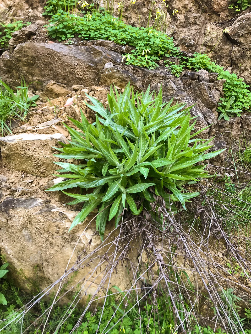 Romero Canyon day trip with Natalie Love, rock lettuce