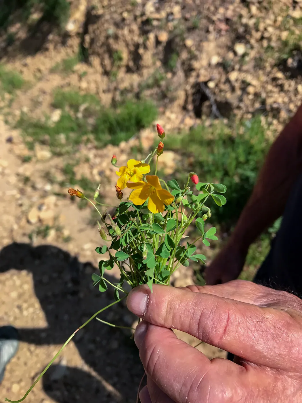 Romero Canyon day trip with Natalie Love, other kind of oxalis, not the usual yellow flower
