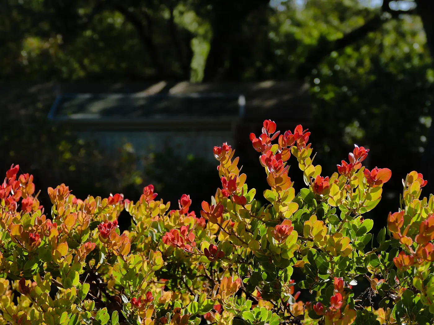 Arctostaphylos glauca x â€˜Canyon Blush'