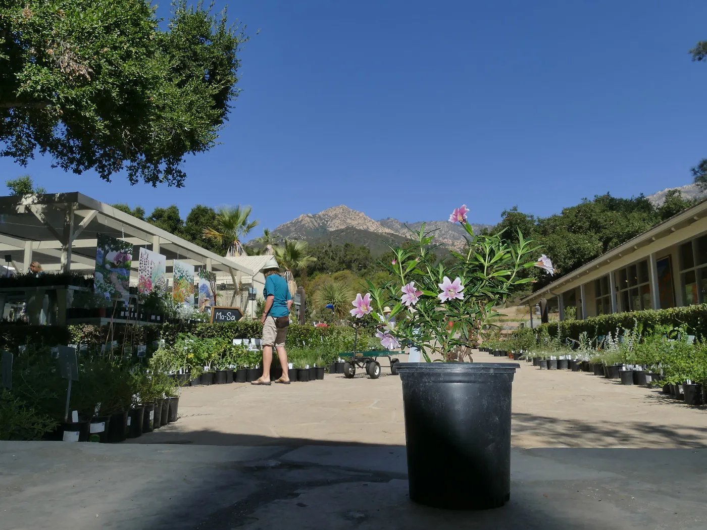 Fall Plant Sale 2019