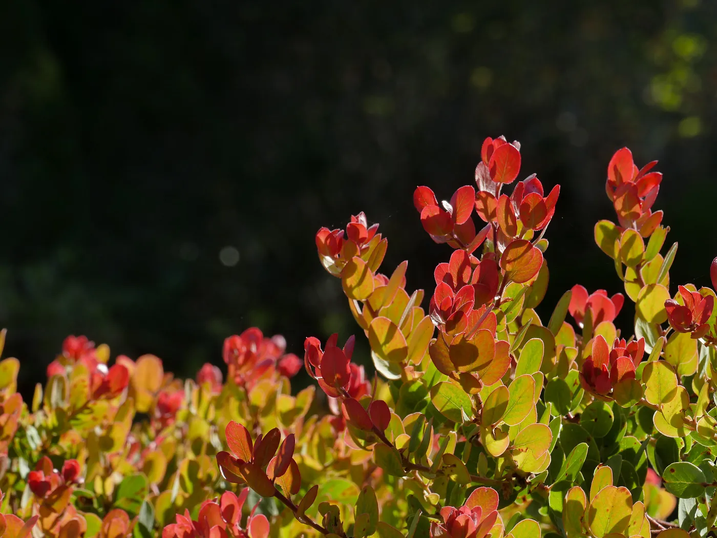 Arctostaphylos glauca x â€˜Canyon Blush'