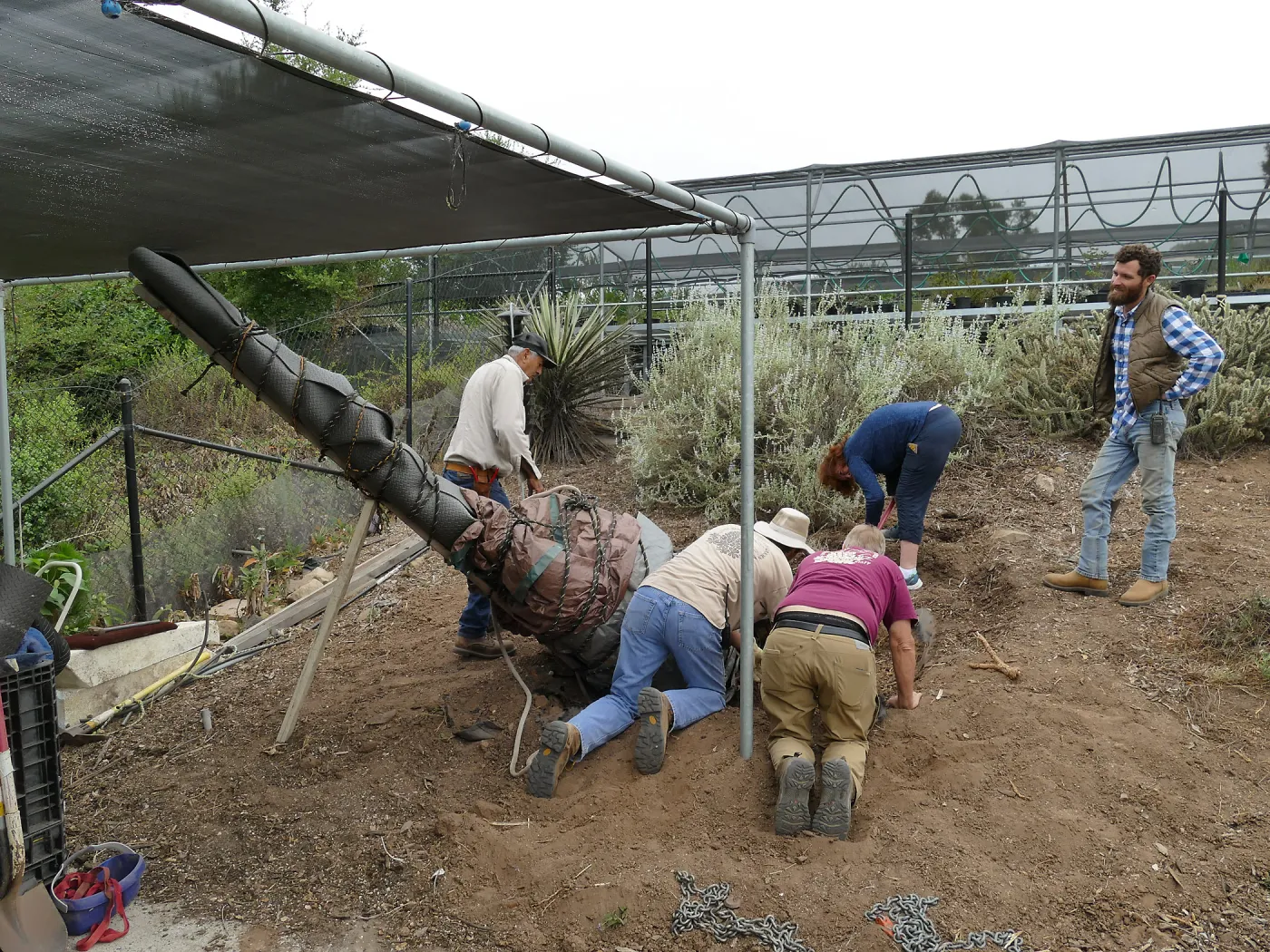 Moving a Lophocereus schottii cactus collected in 1996 from the canyard to the Island View Garden