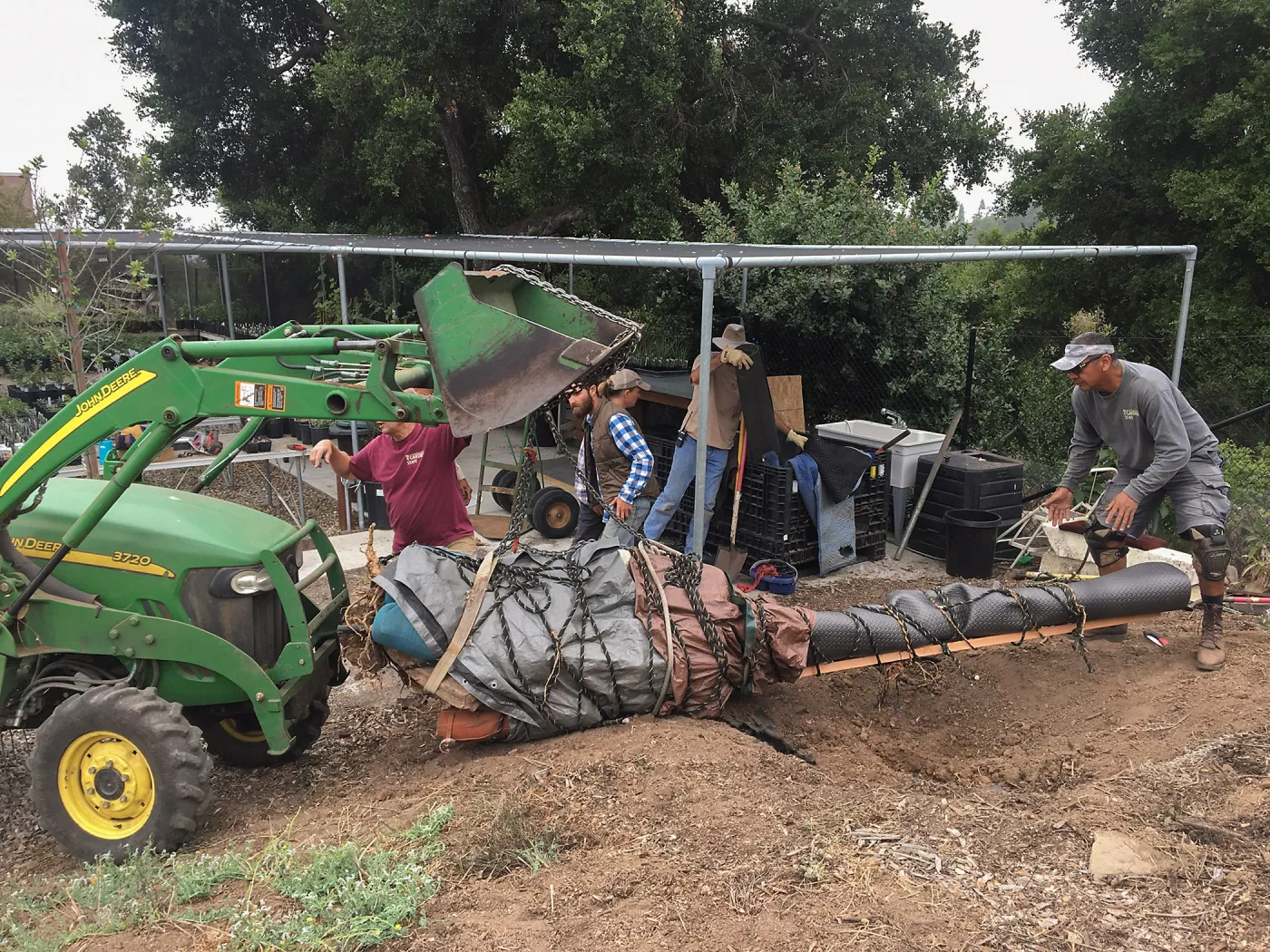 Moving a Lophocereus schottii cactus collected in 1996 from the canyard to the Island View Garden