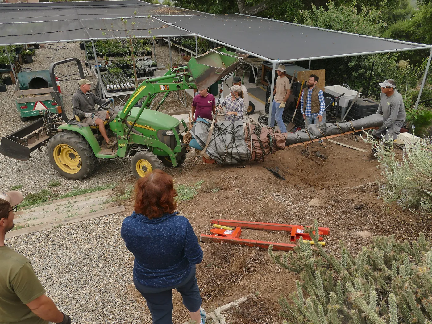 Moving a Lophocereus schottii cactus collected in 1996 from the canyard to the Island View Garden