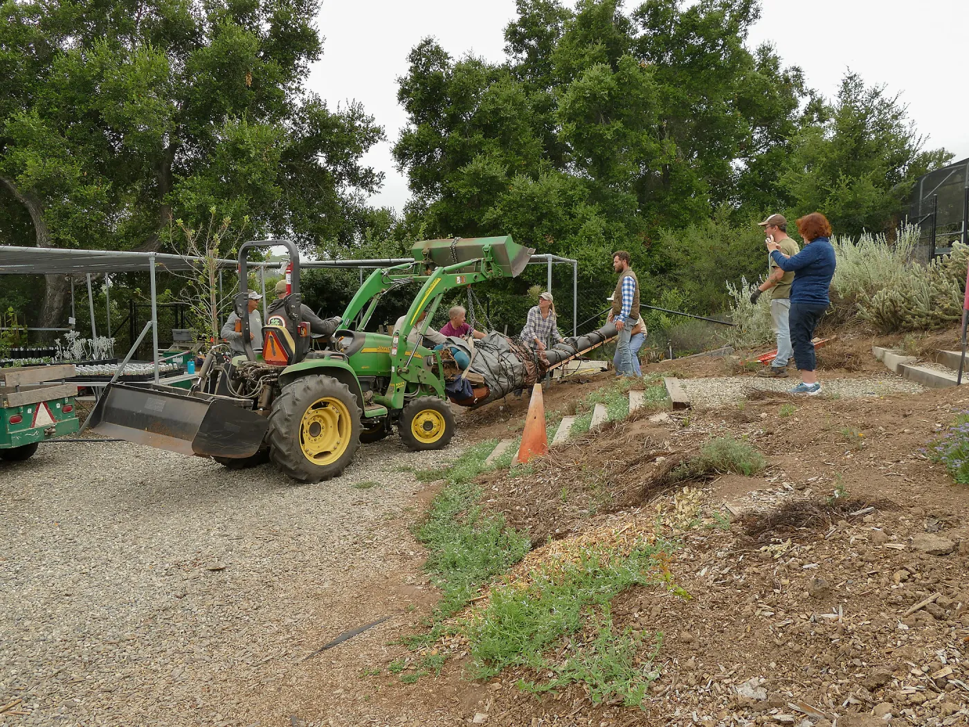Moving a Lophocereus schottii cactus collected in 1996 from the canyard to the Island View Garden