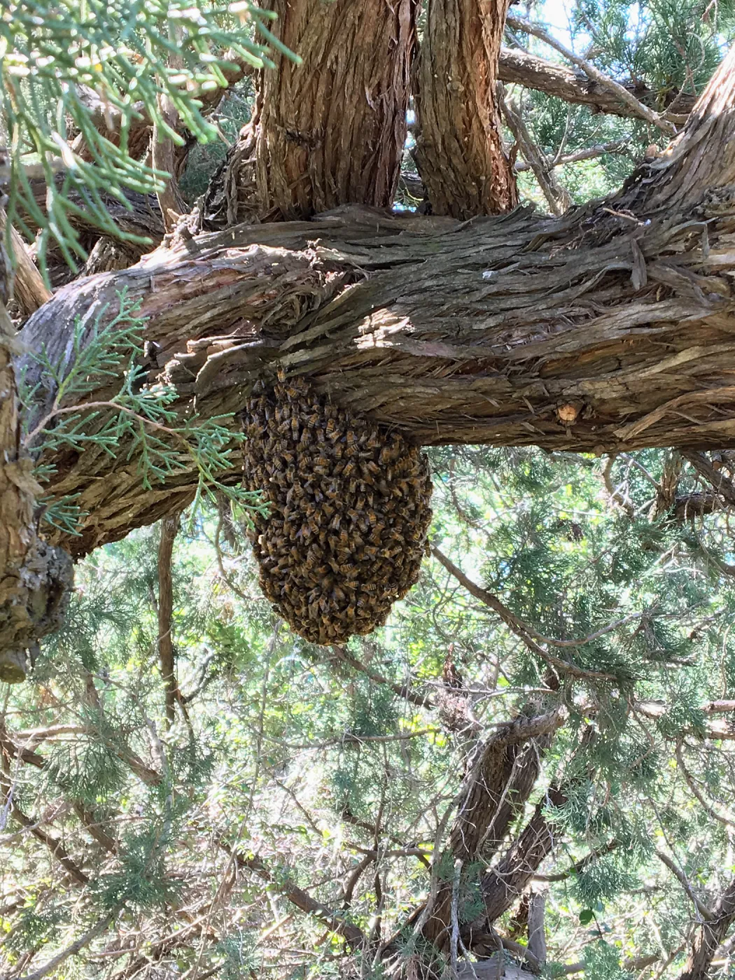 Bee swarm on Juniper near historic entrance