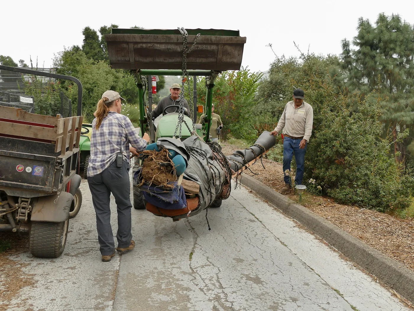 Moving a Lophocereus schottii cactus collected in 1996 from the canyard to the Island View Garden