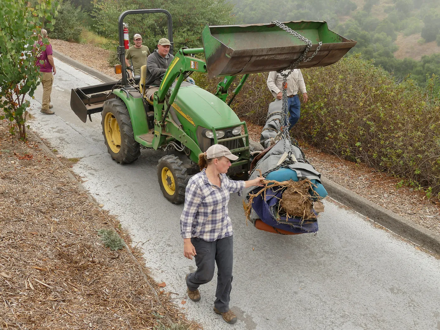 Moving a Lophocereus schottii cactus collected in 1996 from the canyard to the Island View Garden