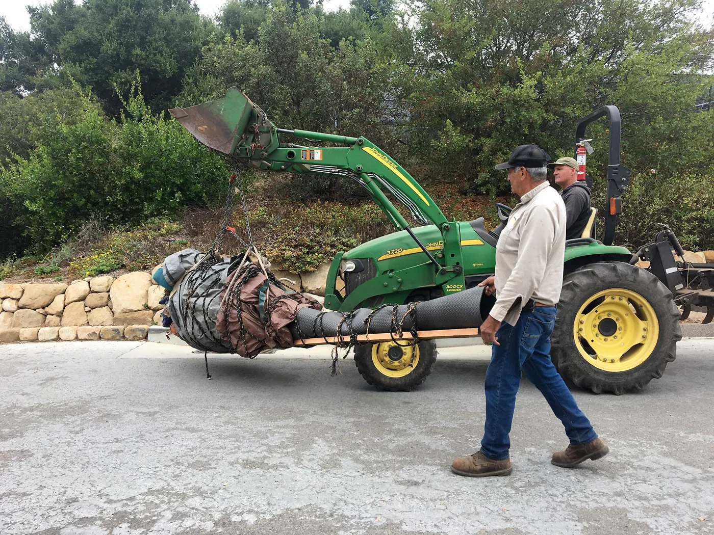 Moving a Lophocereus schottii cactus collected in 1996 from the canyard to the Island View Garden