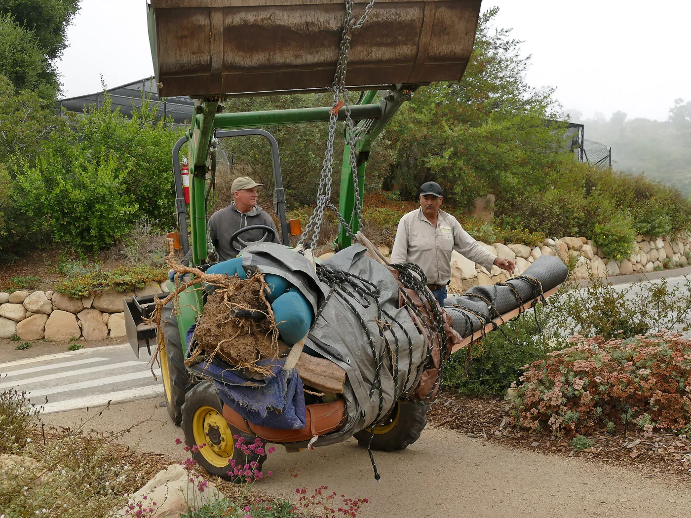 Moving a Lophocereus schottii cactus collected in 1996 from the canyard to the Island View Garden