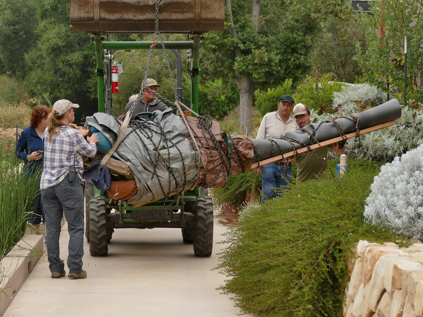 Moving a Lophocereus schottii cactus collected in 1996 from the canyard to the Island View Garden
