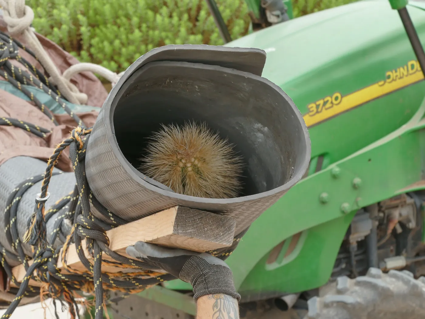 Moving a Lophocereus schottii cactus collected in 1996 from the canyard to the Island View Garden