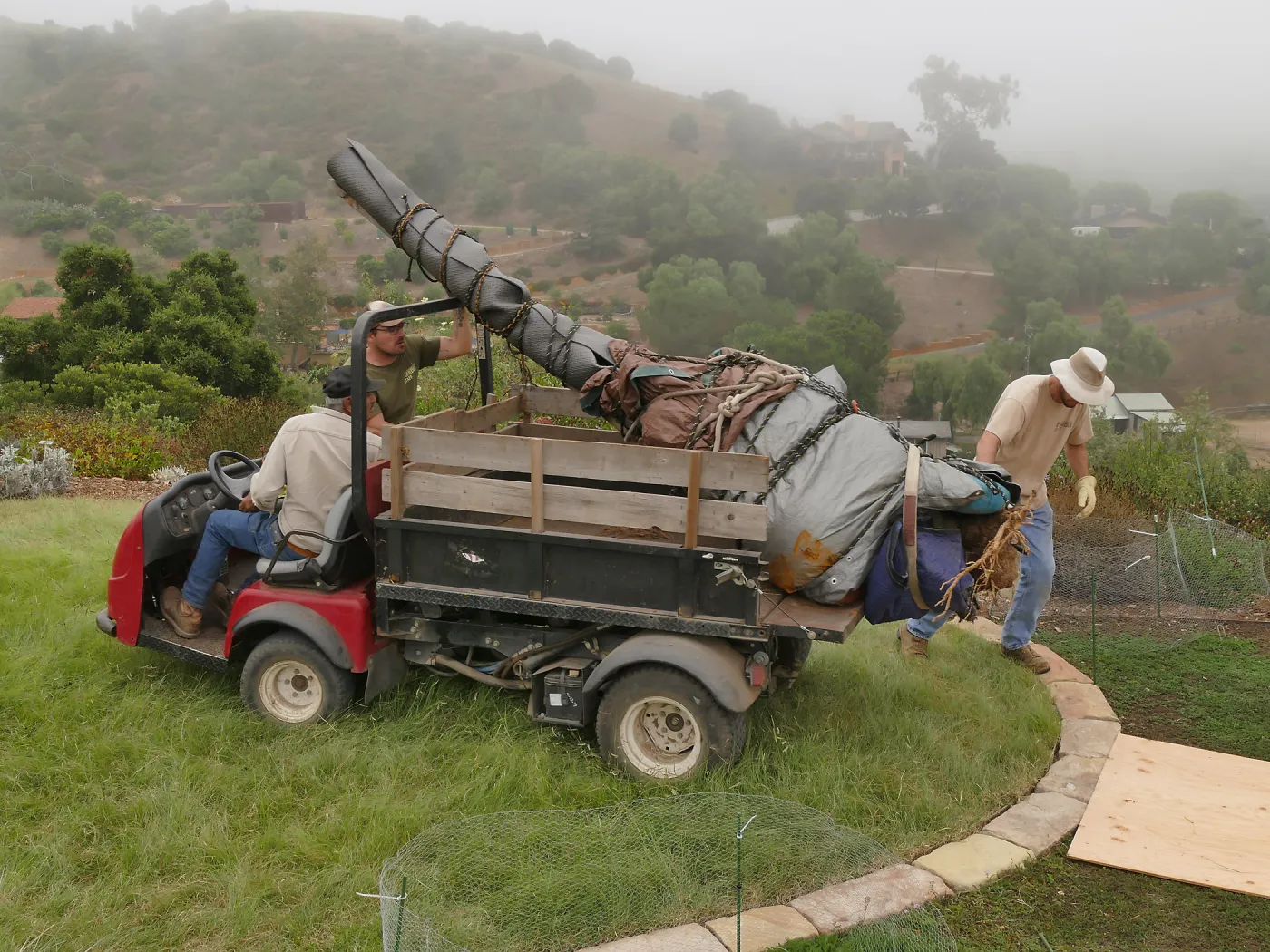 Moving a Lophocereus schottii cactus collected in 1996 from the canyard to the Island View Garden