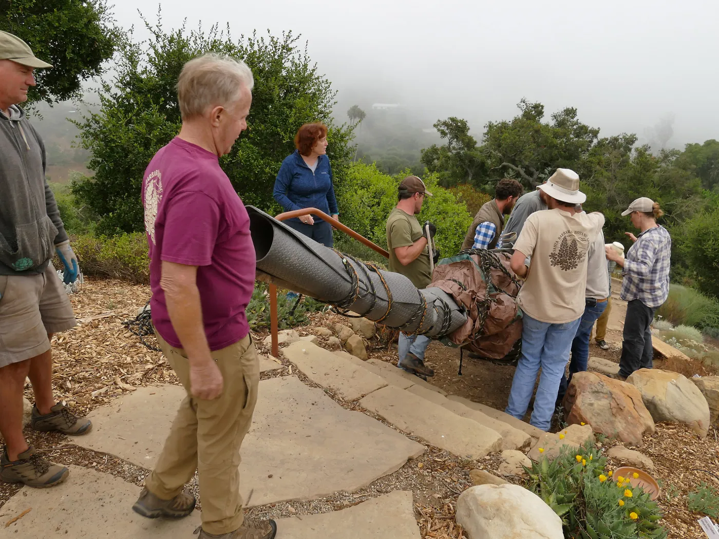 Moving a Lophocereus schottii cactus collected in 1996 from the canyard to the Island View Garden