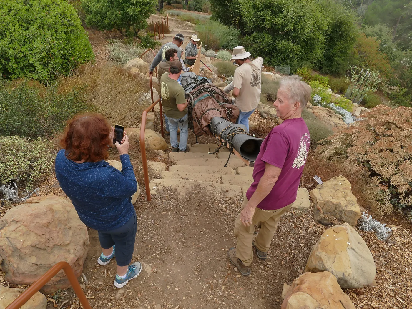 Moving a Lophocereus schottii cactus collected in 1996 from the canyard to the Island View Garden