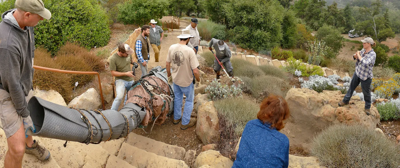 Moving a Lophocereus schottii cactus collected in 1996 from the canyard to the Island View Garden