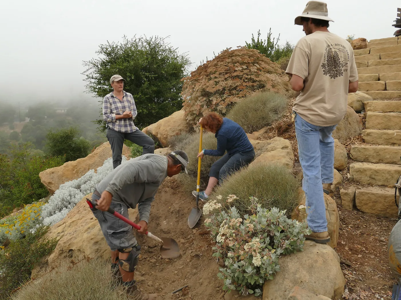 Moving a Lophocereus schottii cactus collected in 1996 from the canyard to the Island View Garden