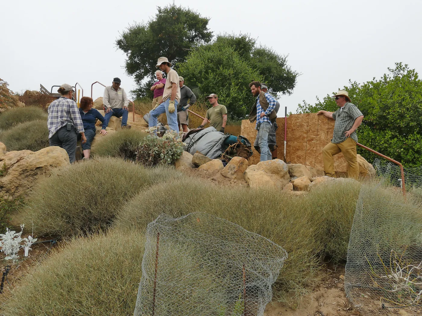 Moving a Lophocereus schottii cactus collected in 1996 from the canyard to the Island View Garden