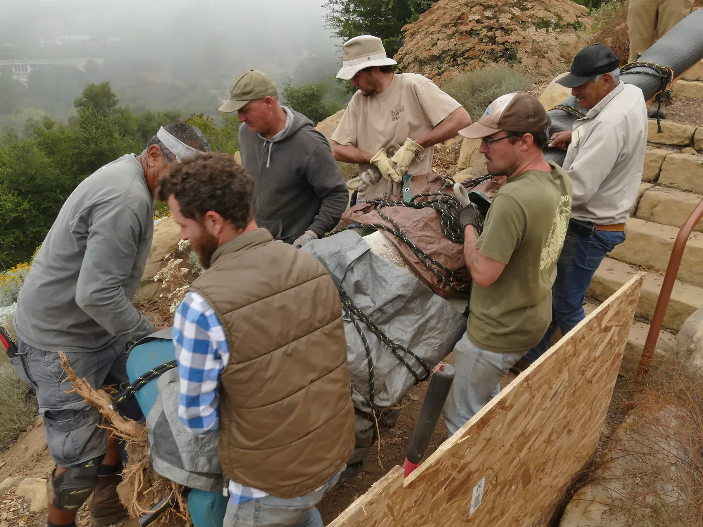Moving a Lophocereus schottii cactus collected in 1996 from the canyard to the Island View Garden