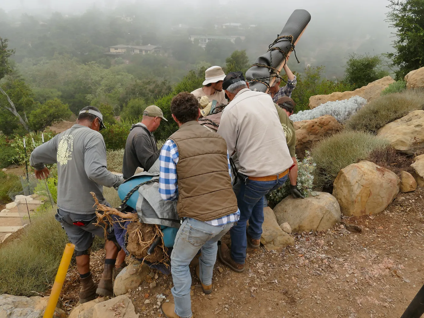 Moving a Lophocereus schottii cactus collected in 1996 from the canyard to the Island View Garden