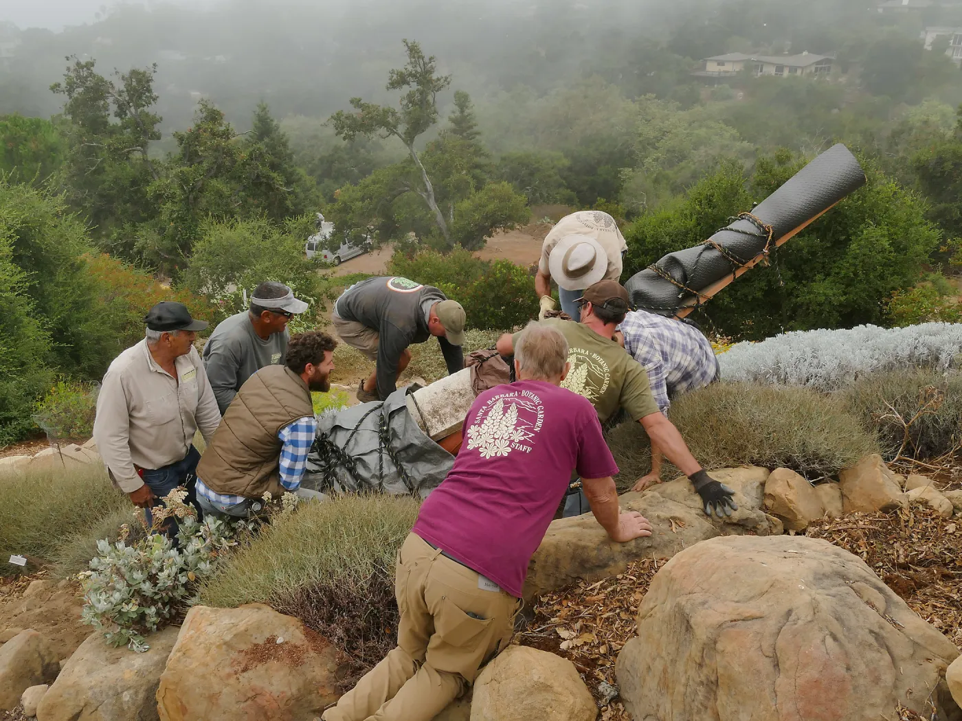 Moving a Lophocereus schottii cactus collected in 1996 from the canyard to the Island View Garden