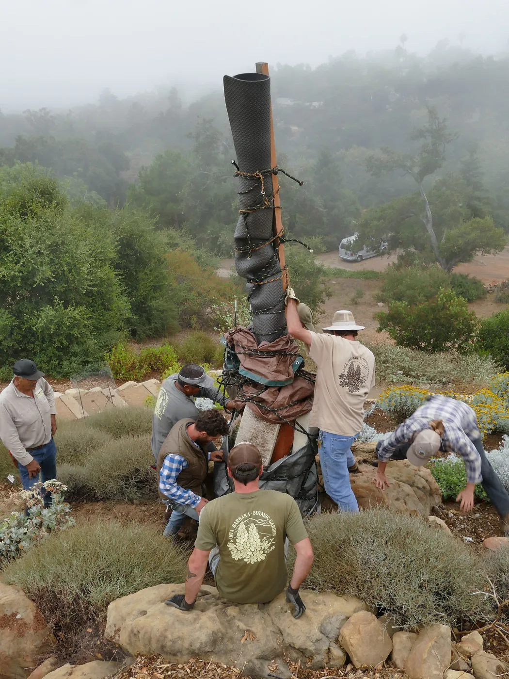 Moving a Lophocereus schottii cactus collected in 1996 from the canyard to the Island View Garden