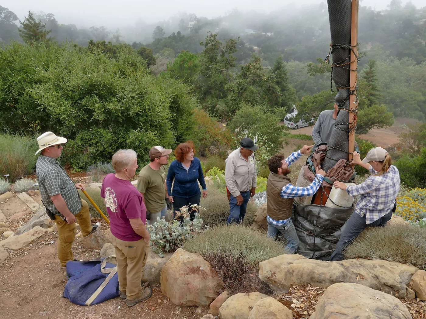 Moving a Lophocereus schottii cactus collected in 1996 from the canyard to the Island View Garden