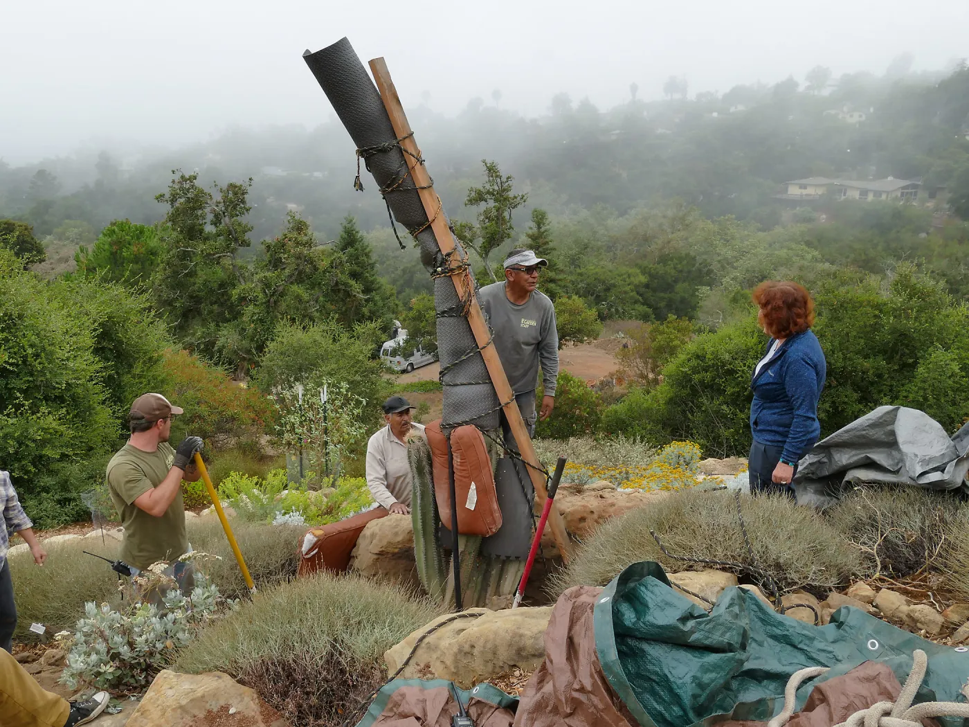 Moving a Lophocereus schottii cactus collected in 1996 from the canyard to the Island View Garden