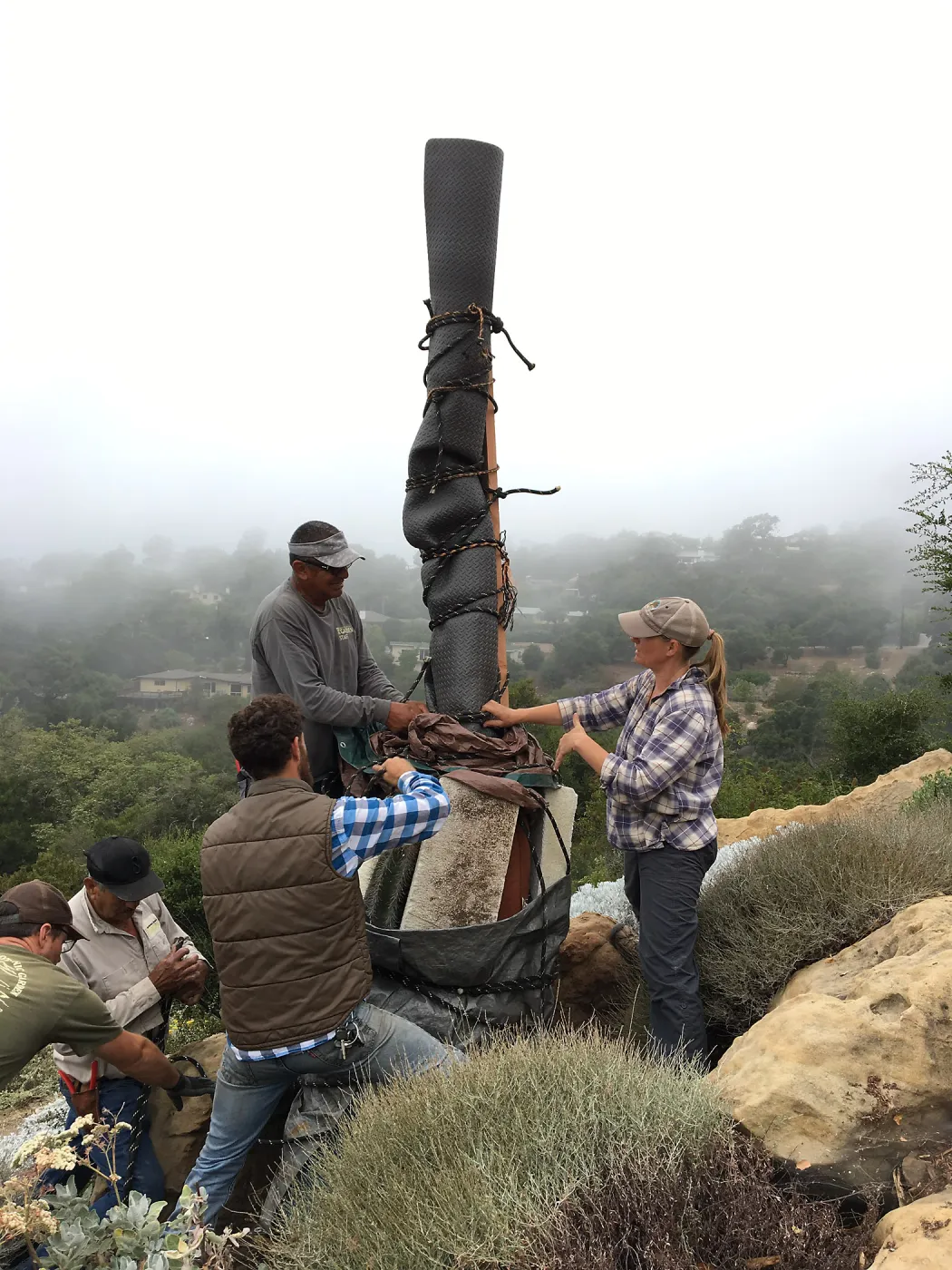 Moving a Lophocereus schottii cactus collected in 1996 from the canyard to the Island View Garden