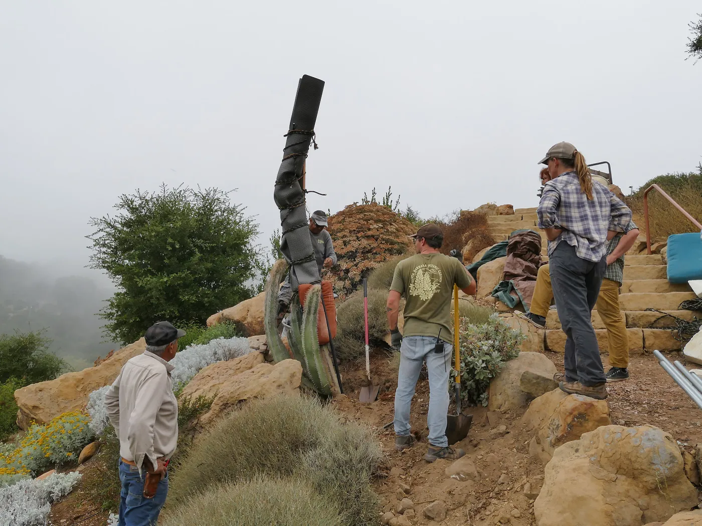 Moving a Lophocereus schottii cactus collected in 1996 from the canyard to the Island View Garden