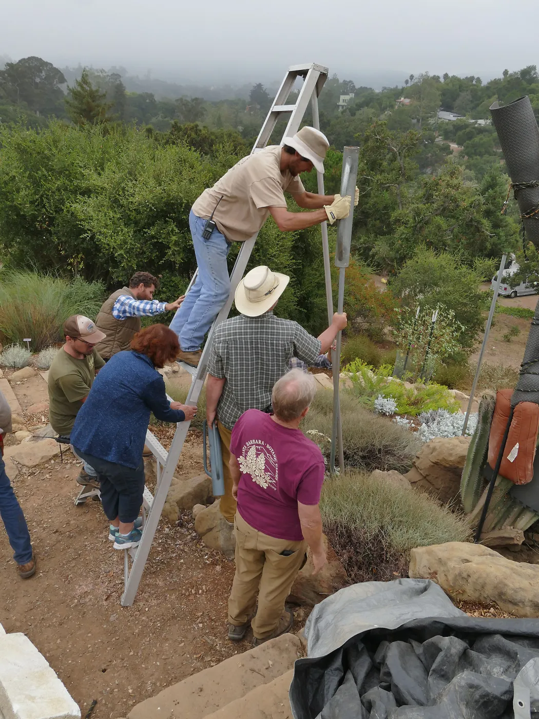 Moving a Lophocereus schottii cactus collected in 1996 from the canyard to the Island View Garden