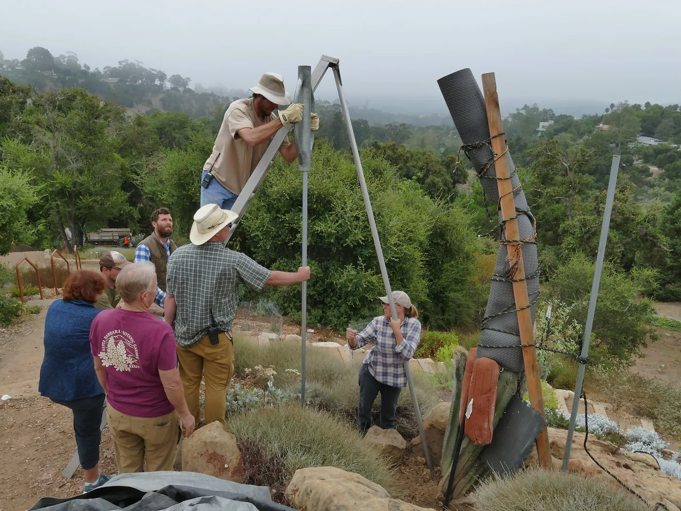 Moving a Lophocereus schottii cactus collected in 1996 from the canyard to the Island View Garden