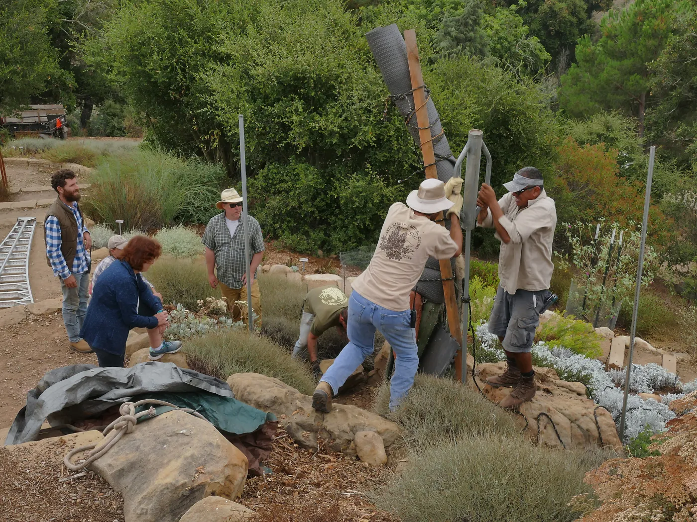 Moving a Lophocereus schottii cactus collected in 1996 from the canyard to the Island View Garden