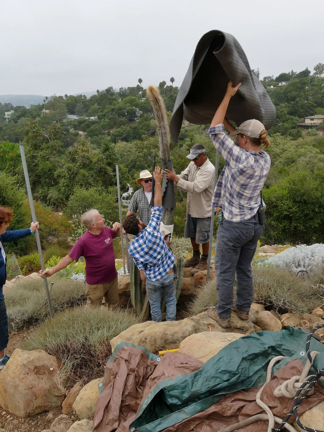 Moving a Lophocereus schottii cactus collected in 1996 from the canyard to the Island View Garden