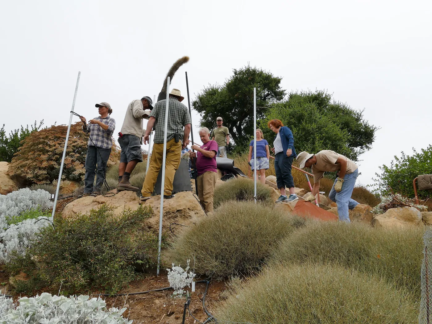 Moving a Lophocereus schottii cactus collected in 1996 from the canyard to the Island View Garden